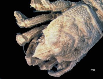 Media type: image; Invertebrate Zoology CRU-4563